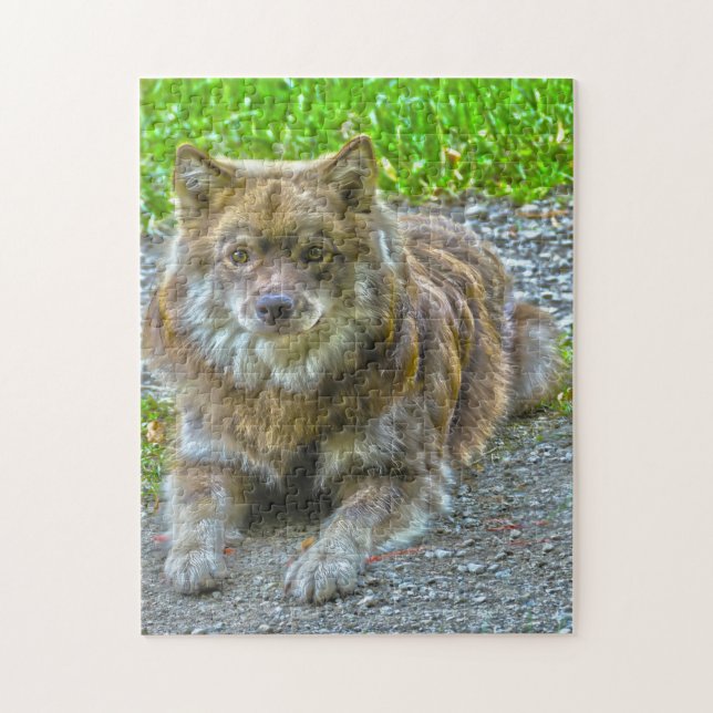 Lapphund Dog. Jigsaw Puzzle (Vertical)