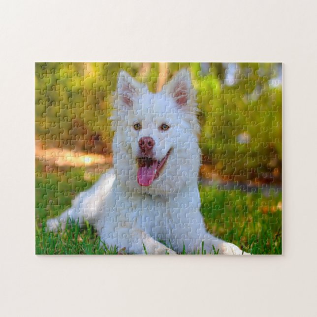 Lapphund Dog. Jigsaw Puzzle (Horizontal)