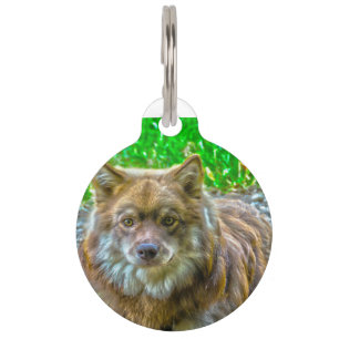 Lapphunds Dog. Pet Tag