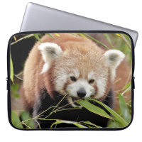 laptop sleeve Photo red panda , animals.