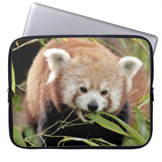 laptop sleeve Photo red panda , animals.