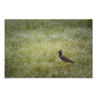 Lapwing Bird on the Grass Photo Print