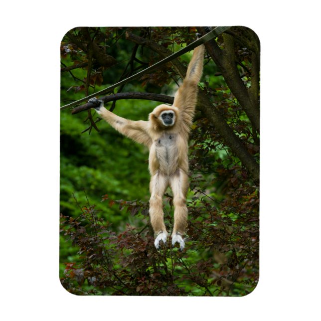 Lar Gibbon Hanging From The Tree Magnet (Vertical)