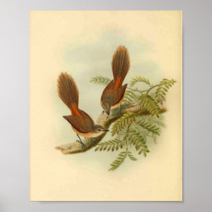 Larat Fantail Flycatcher Red Bird Vintage Print