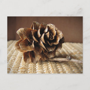 Larch Cone Postcard