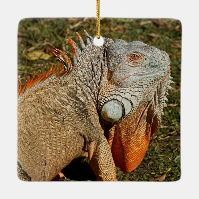 Large Adult Green Iguana Lizard in the Grass Ceramic Ornament (Back)