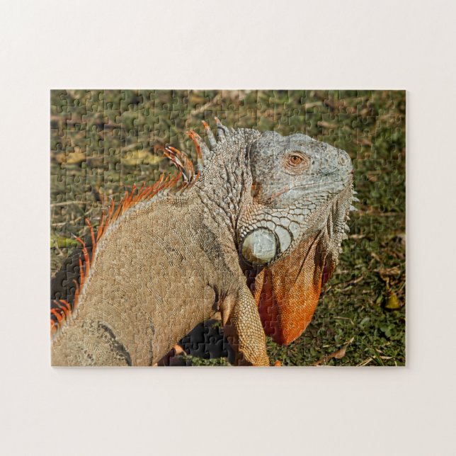 Large Adult Green Iguana Lizard in the Grass Jigsaw Puzzle (Horizontal)