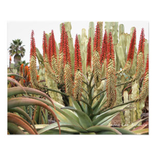 Large aloe in bloom photo print