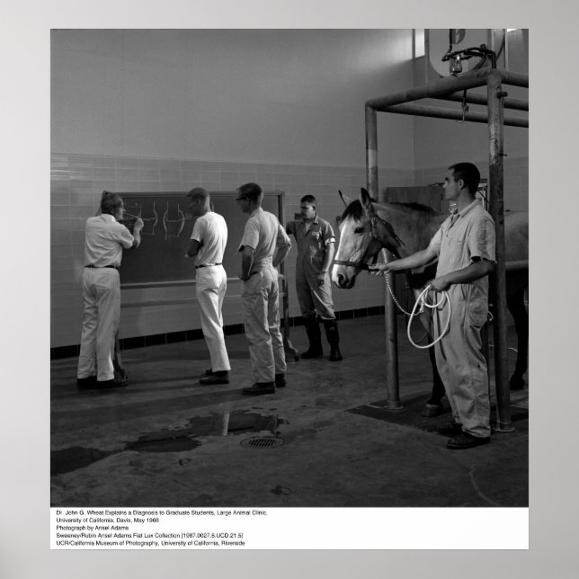 Large Animal Clinic, UC Davis, 1966 Poster (Front)