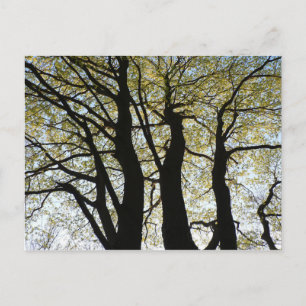 Large Backlit Tree Postcard