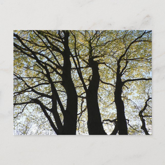 Large Backlit Tree Postcard (Front)