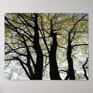Large Backlit Tree Poster