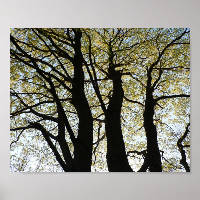 Large Backlit Tree Poster (Front)