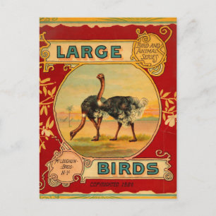 Large Birds Postcard