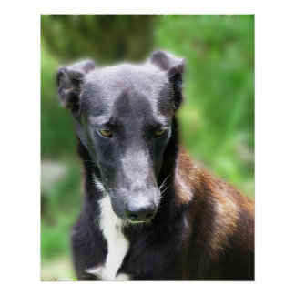Large Black Whippet Dog Photo Poster