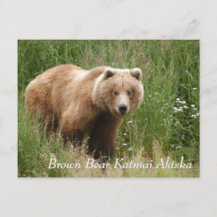 Large Brown Bear Katmai Alaska  Postcard