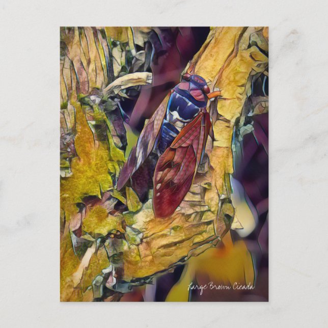 Large Brown Cicada：Postcard Postcard (Front)
