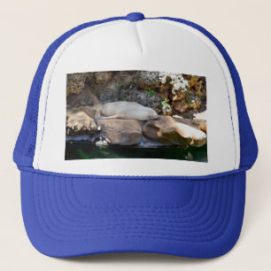Large Bull Seal Asleep On Rocks, Trucker Hat