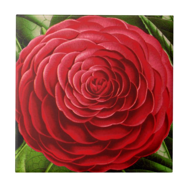 Large Camellia Blossom, Shades of Deep Red Tile (Front)