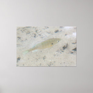 Large Canvas Fish Art Print
