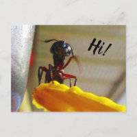 Large Carpenter Ant Waving Hello
