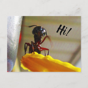 Large Carpenter Ant Waving Hello Postcard