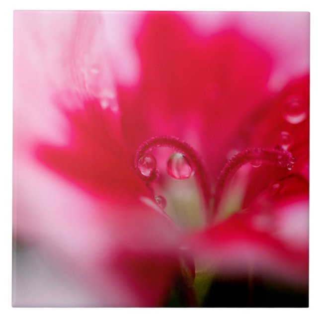 Large Ceramic Photo Tile "Caught" (Front)