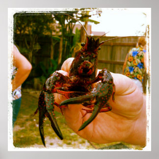 Large Crawfish Photo Poster