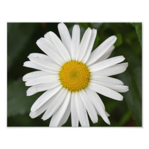 Large Daisy Photo Print