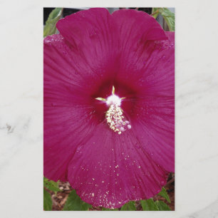 large dark red Hibiscus