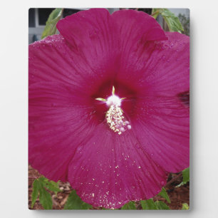 large dark red Hibiscus Plaque
