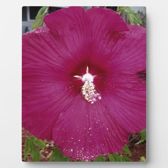 large dark red Hibiscus Plaque (Front)