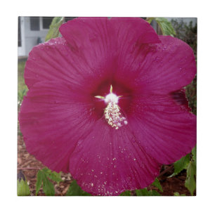 large dark red Hibiscus Tile