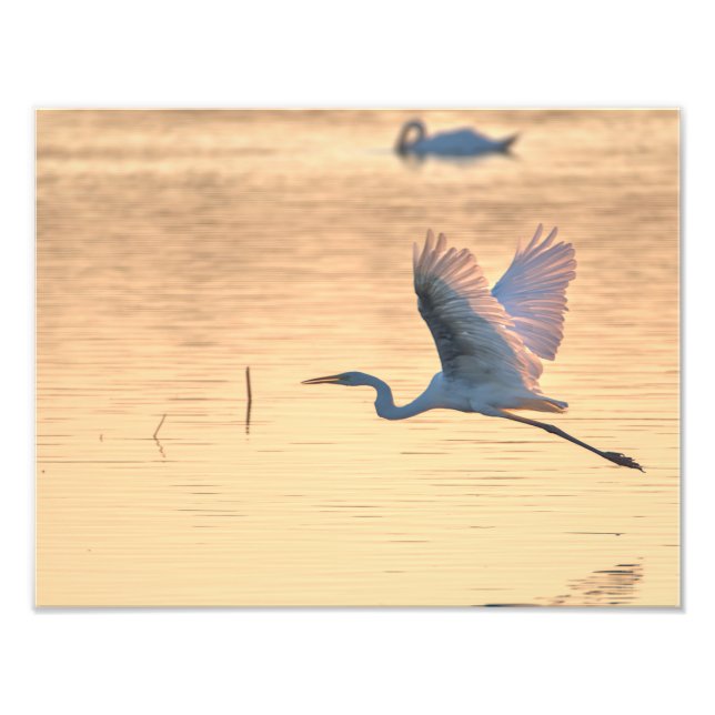 Large Egret Photo Print (Front)