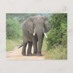Large Elephant Photo Postcard