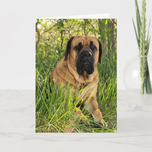 Large English Mastiff Dog - birthday wishes Card (Front)