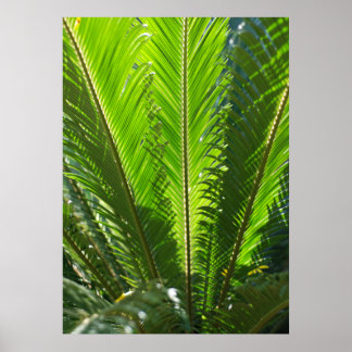 Large Fern Print