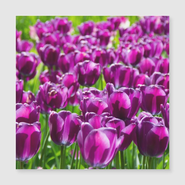 Large field of purple tulips (Front)
