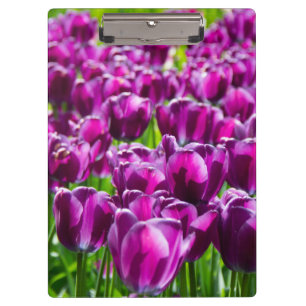 Large field of purple tulips clipboard