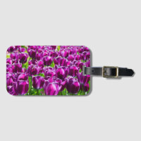 Large field of purple tulips   