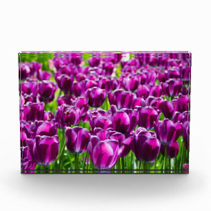 Large field of purple tulips photo block