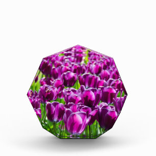 Large field of purple tulips  photo block