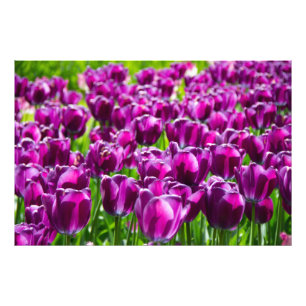 Large field of purple tulips  photo print