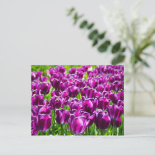 Large field of purple tulips postcard