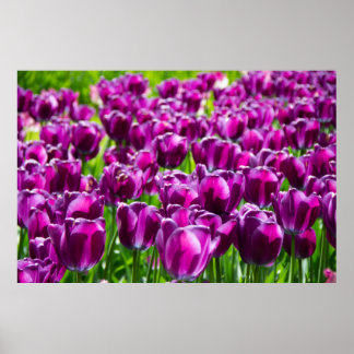 Large field of purple tulips poster