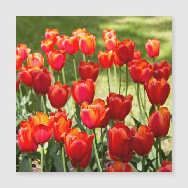 Large field of red tulips  (Front)