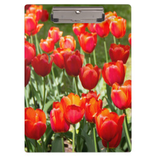 Large field of red tulips   clipboard