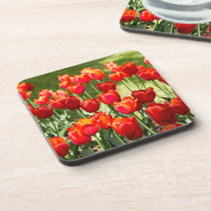Large field of red tulips  coaster