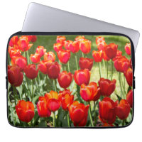 Large field of red tulips