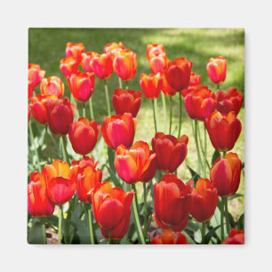 Large field of red tulips  magnet